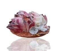 Natural Conch Shell，Ocean Sea Shells， Barnacle Scallops Natural Rare Real Sea Shell Conch Home Fish Tank Marine Decoration DIY Seashell Home Ornaments Gifts(1Pc 8-9Cm)