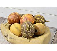 Natural Crafts Dried Whole Passion Fruit - dried fruit - wreath making - pot pourri - pack of 6 (Mixed Pack)
