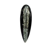 Natural Crystal Orthoceras Fossil Polished Kuber Stone, Orthoceras Cabochone, Finance Stone For Success And Reduces Stress Reiki Energy Crystal-DN01B0CRZBS6