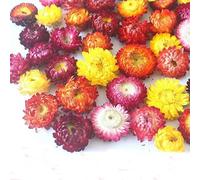 Natural Dried Flowers Daisy Dry Straw Chrysanthemum Heads Decorative DIY Candle Home Wedding Decor for Crafts Pack of 100