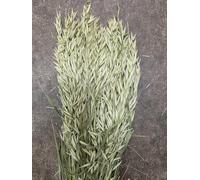Natural Dried Haver Oats Bundle, 60 cm Tall, 3 Premium Stems, Pale Green, for Home Decor, Floral Arrangements