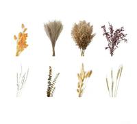 Natural Dried Pampas Grass Bouquet for Living Room and Party Decor, Soft Plumes Adding Warmth and Natural Style to Indoor Environments