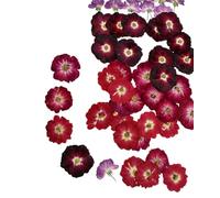 Natural Dried Pressed Mix Rose Flowers, 35 Pieces, 3 Varieties, for Cake Decorating, Crafts and Jewelry Making