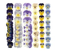 Natural Dried Pressed Mix Viola Tricolor Flowers, 48 Pieces, 6 Varieties, for Cake Decorating, Crafts and Jewelry Making