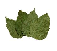 Natural Dry Handpicked XL Large Mulberry leaves Food 100% Organic Feed for Aquarium Freshwater Cherry Shrimp Betta Discus Snails Fish (10 x XL leaves)