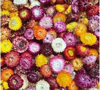 Natural Edible Dried Mixed Flowers, 50+ Pieces, for Cocktail Garnishing, Cake Decoration and Tea Infusions, 50g (100+ Mix color)