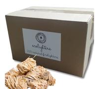 Natural Firelighters for wood burners, 200 Fire lighters log burner,firelighters for Bbq, natural fire lighters for wood burners