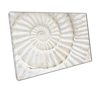 Natural Fossilized Ammonite Prehistoric Period Archaeology Geology Wall Art Print On Canvas Picture For Home Office Decor 30x20cm (12x8In)