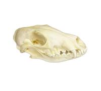 Natural Fox Skull Specimen Taxidermy Animal Bones Real Skulls Skeleton Decor, for Collections, Home Decor, Science Education