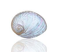 Natural from Sea conch Seashells 1Pc 13-15Cm Australian White Abalone Shell Natural Rare Real Sea Shells Conch Home Fish Tank Marine Decoration DIY Handmade(14cm)