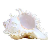 Natural from Sea conch Seashells Natural Sea Shells Huge,Large Natural Conch Shell Large Natural Sea Shells, Thousand-Hand Snail Conch 18-20 Cm Perfect for Wedding Decor