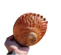 Natural from Sea conch Seashells Natural Sea Shells Huge,Large Natural Conch Shell Natural Abalone Shell Large 15-16Cm,Multihole Decorative Smudging Abalone Shell