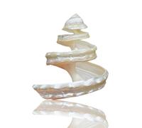 Natural from Sea conch Seashells Thousand-Hand Whelk Conch Shell, Giant Ocean Conch 14-25Cm Shell, Great for Wedding Decoration, DIY Crafts, Fish Tanks(7cm)
