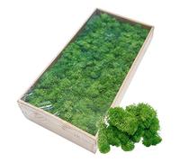Natural Green Preserved Reindeer Moss Preserved Reindeer Moss- No Smell & No Color Loss - For Potted Plants, Terrarium, Fairy Gardens, Wall Art, Wedding, Any Craft 500g