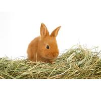 Natural Hay for Rabbits 1 kg | Sun-Dried Italian Mountain Meadow Hay | Food for Guinea Pigs, All Rodents, Horses, Sheep, Goats | Premium Quality