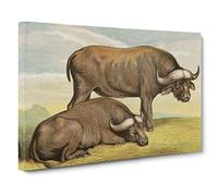 Natural History Cape Buffalos Canvas Print | Gallery Wrapped 30mm Frame Wall Art | 20x14 inches | Ready to Hang | Retro Animal Picture | Living Room Bedroom Lounge Office
