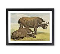 Natural History Cape Buffalos Vintage Framed Print | A3 Black Framed Wall Art | Ready to Hang | Classic Animal Picture | Living Room Bedroom Lounge Office