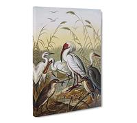 Natural History Cranes, Herons & Spoonbill Canvas Print | Gallery Wrapped 30mm Frame Wall Art | 24x16 inches | Ready to Hang | Retro Picture | Living Room Bedroom Lounge Office