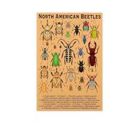 Natural History Entomology of North American Beetles Canvas Poster Bedroom Decor Landscape Office Room Decor Gift 24" L X 36" W