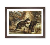 Natural History European Otter Vintage Framed Print | A2 Walnut Framed Wall Art | Ready to Hang | Classic Nature Picture | Living Room Bedroom Lounge Office
