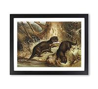 Natural History European Otter Vintage Framed Print | A3 Black Framed Wall Art | Ready to Hang | Classic Nature Picture | Living Room Bedroom Lounge Office