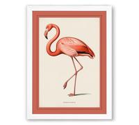 Natural History Flamingo Vintage Framed Wall Art Print A3 (42×29.7cm) White, Wall Decor for Living Room, Bedroom, Office & Home, Ready to Hang, Art Gift