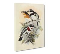 Natural History Fly Cathers Canvas Print | Gallery Wrapped 30mm Frame Wall Art | 24x16 inches | Ready to Hang | Retro Picture | Living Room Bedroom Lounge Office