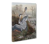 Natural History Herons Canvas Print | Gallery Wrapped 30mm Frame Wall Art | 20x14 inches | Ready to Hang | Retro Picture | Living Room Bedroom Lounge Office