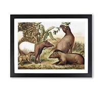 Natural History Indian & South American Tapirs Vintage Framed Print | A2 Black Framed Wall Art | Ready to Hang | Classic Nature Picture | Living Room Bedroom Lounge Office