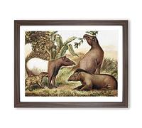 Natural History Indian & South American Tapirs Vintage Framed Print | A2 Walnut Framed Wall Art | Ready to Hang | Classic Nature Picture | Living Room Bedroom Lounge Office