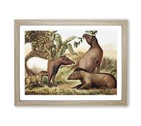Natural History Indian & South American Tapirs Vintage Framed Print | A4 Oak Framed Wall Art | Ready to Hang | Classic Nature Picture | Living Room Bedroom Lounge Office