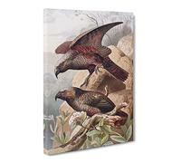 Natural History Kaka Parrots Canvas Print | Gallery Wrapped 30mm Frame Wall Art | 20x14 inches | Ready to Hang | Retro Bird Picture | Living Room Bedroom Lounge Office
