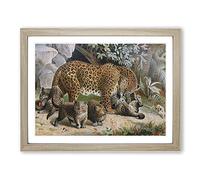 Natural History Leopards Vintage Framed Print | A2 Oak Framed Wall Art | Ready to Hang | Classic Animal Picture | Living Room Bedroom Lounge Office