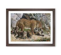 Natural History Leopards Vintage Framed Print | A2 Walnut Framed Wall Art | Ready to Hang | Classic Animal Picture | Living Room Bedroom Lounge Office