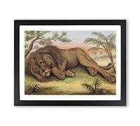 Natural History Male African Lion Vintage Framed Print | A4 Black Framed Wall Art | Ready to Hang | Classic Animal Picture | Living Room Bedroom Lounge Office