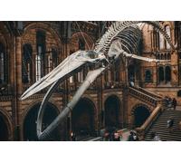 Natural History Museum London Private Tour