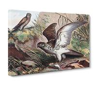 Natural History Sea Eagle & Kestrel Canvas Print | Gallery Wrapped 30mm Frame Wall Art | 24x16 inches | Ready to Hang | Coastal Animals Picture | Living Room Bedroom Lounge Office