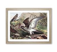 Natural History Sea Eagle & Kestrel Vintage Framed Print | A4 Oak Framed Wall Art | Ready to Hang | Classic Animal Picture | Living Room Bedroom Lounge Office