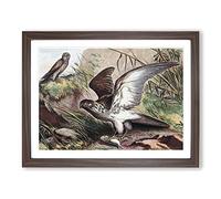 Natural History Sea Eagle & Kestrel Vintage Framed Wall Art Print, Ready to Hang Picture for Living Room Bedroom Home Office Décor, Walnut A2 (64 x 46 cm)