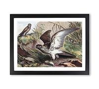 Natural History Sea Eagle & Kestrel Vintage Framed Wall Art Print, Ready to Hang Picture for Living Room Bedroom Home Office Décor, Black A2 (64 x 46 cm)