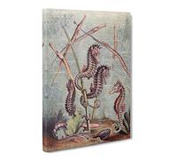 Natural History Seahorses & Pipefish Canvas Print | Gallery Wrapped 30mm Frame Wall Art | 20x14 inches | Ready to Hang | Retro Picture | Living Room Bedroom Lounge Office