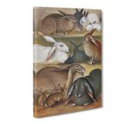 Natural History Tame Rabbits Canvas Print | Gallery Wrapped 30mm Frame Wall Art | 20x14 inches | Ready to Hang | Retro Animal Picture | Living Room Bedroom Lounge Office