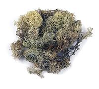 Natural Iceland Moss for Crafts, Decorative Green Moss for Wreath Making and Decoration, preserved, natural colours, 1kg, 8500331