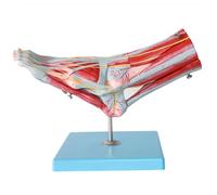 Natural Large Foot Anatomical Model, 9 Removable and 81 Digital Signs, Foot Model Anatomy Ligaments, Muscles, Nerves and Arteries, Includes Study Guide