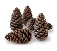 Natural Large Maritima Pine Cones, Ideal for Arts and Crafts, Sensory Toys for Kids, Hand Made Gifts, Christmas Decorations, Indoor and Outdoor Crafting, Wreath Decoration - Pack of 10