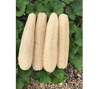 Natural Loofah Sponges Biodegradable Body Scrubbers, Exfoliating Luffa Bath Sponge 4PICK