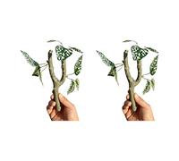 Natural Lookings Artificial Plant for Reptiles Enclosures MultiFunctional Climbing Branch Safe Environment Landscape Realistic Rainforest Climbing Branch for Reptiles Terrariums