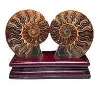 natural luster 2pc Big Size Madagascar Iridescent Ammonite Natural Stones and Minerals Specimen (Size : 200-300g)