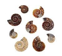 Natural Madagascar Ammonite Fossil Shell Pieces - Prehistoric Calcite Spiral Shell Specimen, Unique Decorative Fossil - 12 Pcs, One Size, No Gemstone