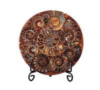 Natural Madagascar Ammonite Fossil Spiral Shell Display - Authentic Fossilized Ammonite Slice for Home and Office Décor, 11 cm Diameter